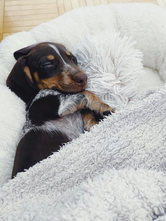 Title: Everest Cloud – Orthopedic Memory Foam Pet Suite (XL Charcoal)
